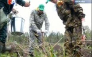 Первоуральцы примут участие в акции "Лес Победы". Она пройдёт в эту субботу