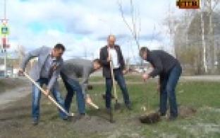 На набережной городского пруда высадили молодые ясени