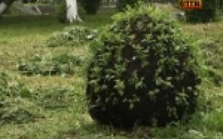 Этим летом центральные улицы Первоуральска вновь порадуют яркими красками