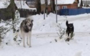 Отключения воды и отлов бродячих животных