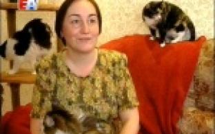 День кошек отмечают сегодня в России