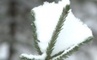 У лесничих горячая пора