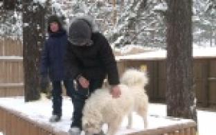На упряжке ездовых собак хаски юные первоуральцы отправилась в новогоднюю сказку