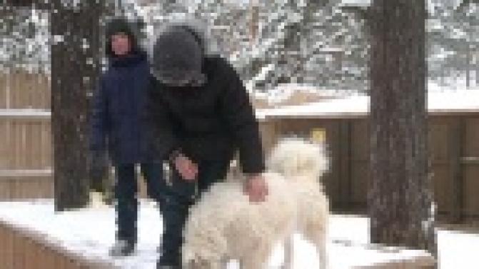 На упряжке ездовых собак хаски юные первоуральцы отправилась в новогоднюю сказку