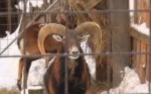 В аномальные холода животные первоуральского зоопарка не мерзнут