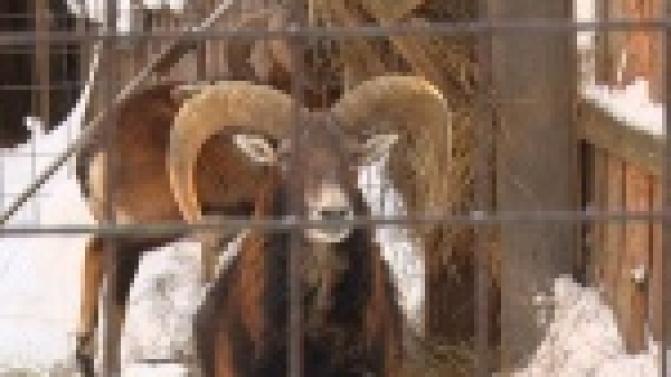 В аномальные холода животные первоуральского зоопарка не мерзнут