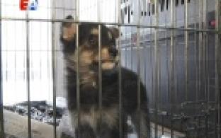 Волонтеры Первоуральского приюта для животных готовятся к очередной выездной акции
