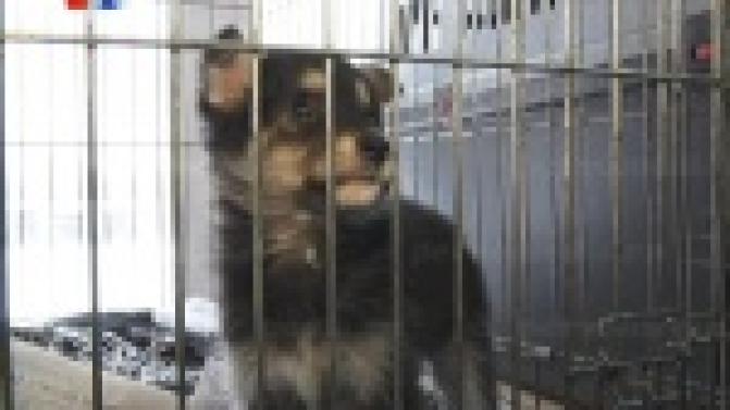 Волонтеры Первоуральского приюта для животных готовятся к очередной выездной акции