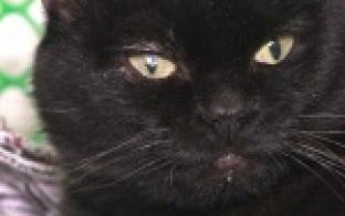 Акция "Ищу тебя, хозяин"