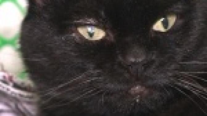 Акция "Ищу тебя, хозяин"