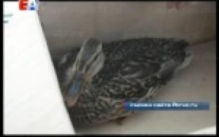 В Первоуральске спасли раненую утку