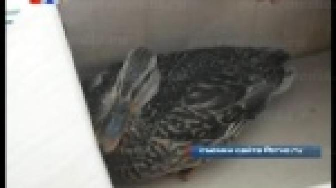 В Первоуральске спасли раненую утку