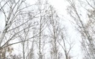 Летопись берёзовой рощи