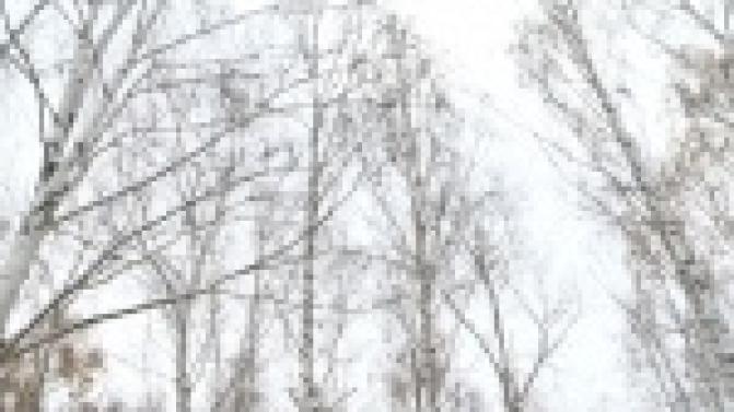 Летопись берёзовой рощи