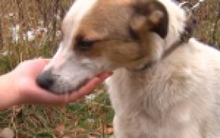 Акция "Ищу тебя, хозяин"