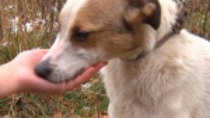 Акция "Ищу тебя, хозяин"