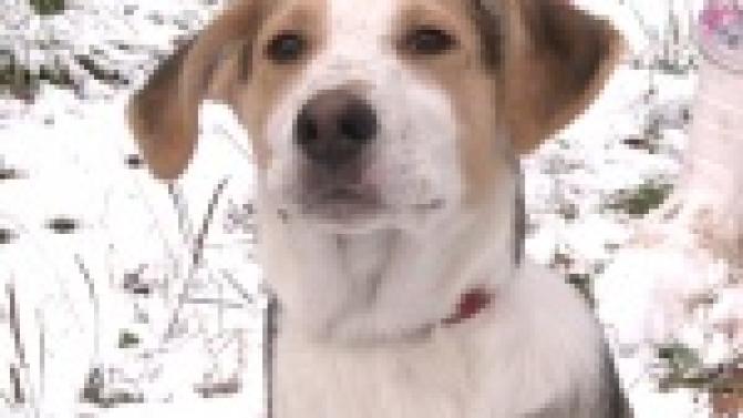 Акция "Ищу тебя хозяин"