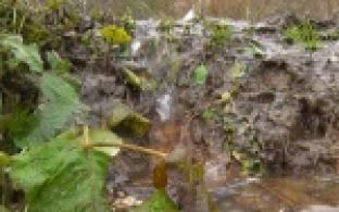 Тонут в собственном дворе