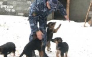 Новых патрульных, охранников и поисковиков готовят в питомнике ГУФСИН