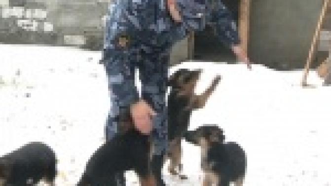 Новых патрульных, охранников и поисковиков готовят в питомнике ГУФСИН