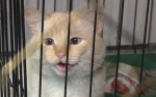 Акция "Ищу тебя, хозяин"