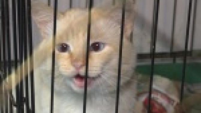 Акция "Ищу тебя, хозяин"