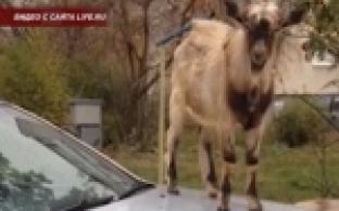 Автомобиль одного из первоуральцев превратился в обеденный стол