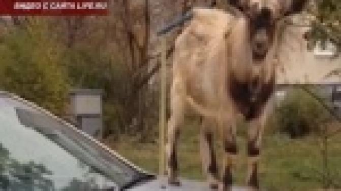 Автомобиль одного из первоуральцев превратился в обеденный стол