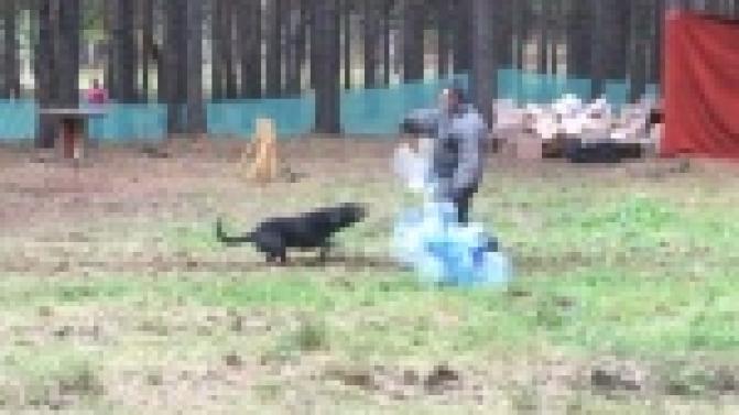 Собаководы Первоуральска выясняли, чей питомец не даст нарушителю уйти