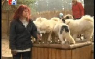 В хаски-парке началась подготовка к зимнему сезону