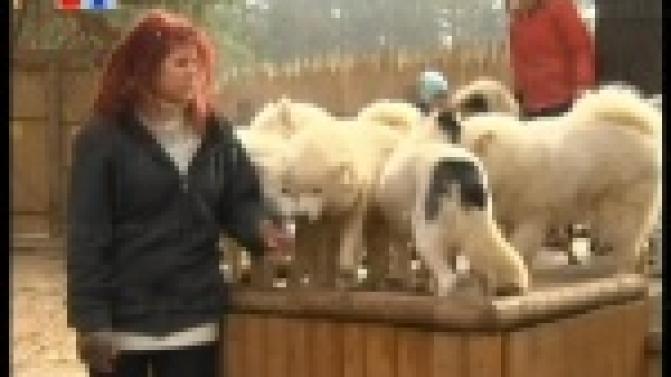 В хаски-парке началась подготовка к зимнему сезону