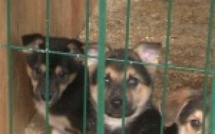 Акция "Ищу тебя, хозяин"