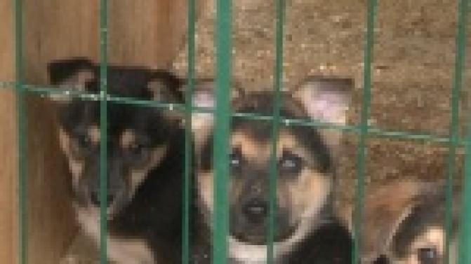 Акция "Ищу тебя, хозяин"