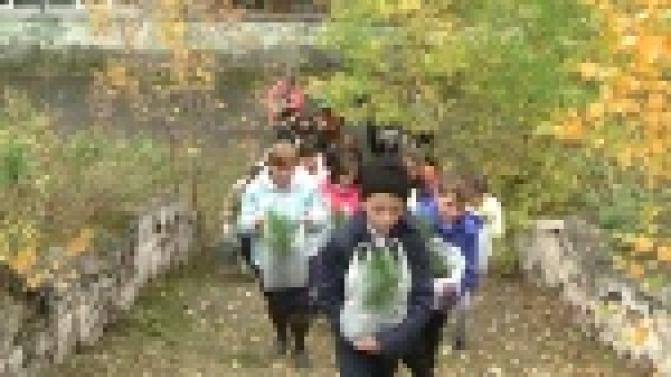 Собственная кедровая роща в скором времени появится на территории школы № 6