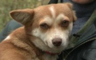 Акция "Ищу тебя, хозяин"