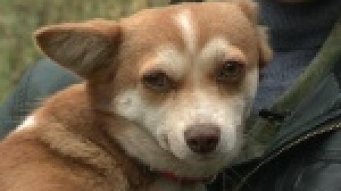 Акция "Ищу тебя, хозяин"