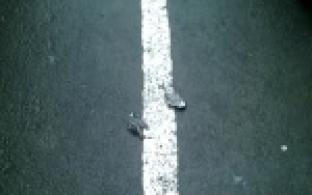 Телезритель Михаил Шадрин снял на камеру мобильного десятки погибших птиц в одном из районов города