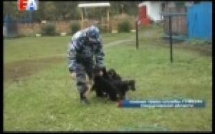 Семеро щенков немецкой овчарки готовятся приступить к работе при Главном управлении Федеральной службы исполнения наказаний