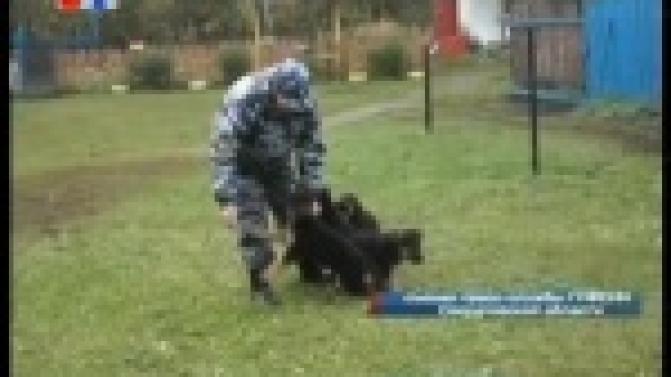 Семеро щенков немецкой овчарки готовятся приступить к работе при Главном управлении Федеральной службы исполнения наказаний