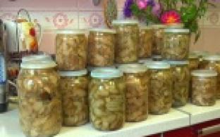 Сезон грибов всё же стартовал