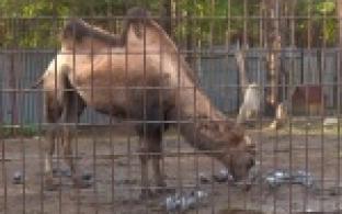 В Первоуральском зоопарке готовятся к зимовке