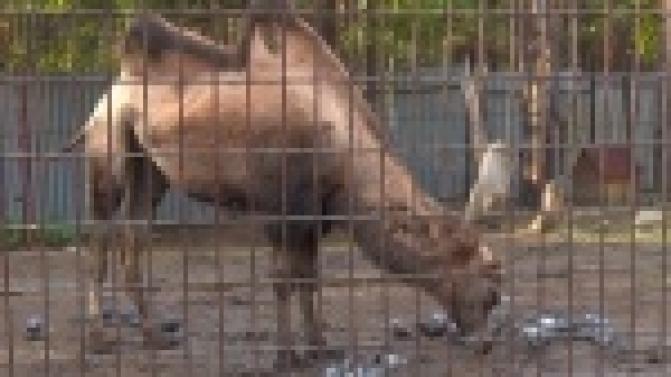 В Первоуральском зоопарке готовятся к зимовке