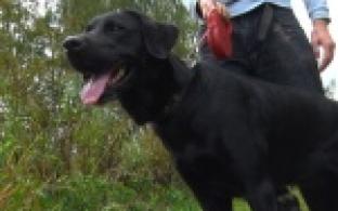 Акция "Ищу тебя, хозяин"