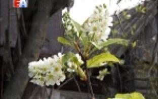 В Первоуральске вновь зацвела черемуха