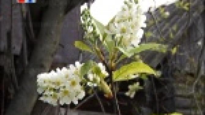 В Первоуральске вновь зацвела черемуха