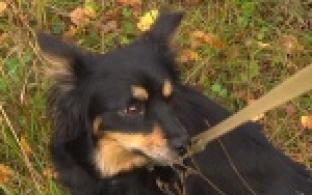 Выбрать себе четвероногого друга можно в приюте Общества защиты животных