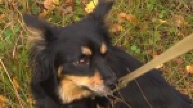 Выбрать себе четвероногого друга можно в приюте Общества защиты животных