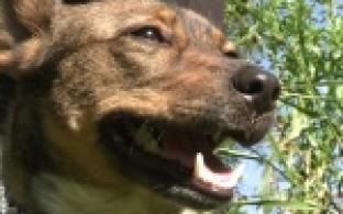 Акция "Ищу тебя, хозяин"