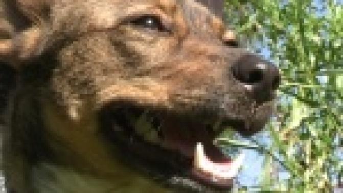 Акция "Ищу тебя, хозяин"