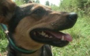 Акция "Ищу тебя, хозяин"